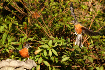 American robins drinking, congregating, and flying around birdbath. 