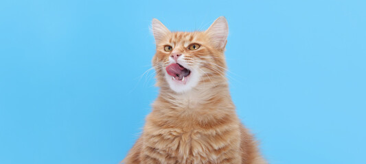 Ginger cat licking lips on light blue background, playful pet portrait, clean minimal studio concept, animal behavior, humor and cuteness concept, copy space for design.