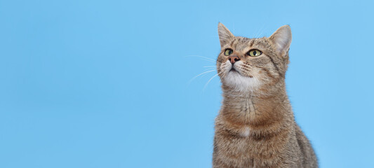 Striped cat sitting on a blue background and looking up. Clean studio portrait with minimalist composition, isolated frame for advertising, design and web banners.