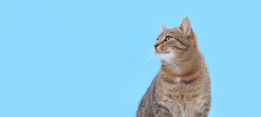 Profile of a tabby cat looking sideways on a solid blue background. Studio isolated portrait with a...