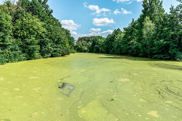 Dense duckweed bloom covers Sukha Lokhvytsia River in Lokhvytsia, Poltava region, Ukraine under blue cloudy sky. Green water surface reflects clouds among lush trees
