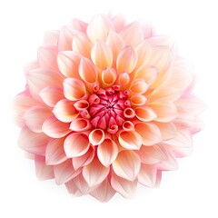 dahlia flower isolated over white background