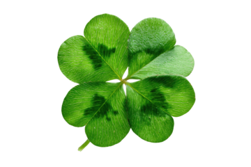 Close-up of a vibrant four-leaf clover,  bright green,  with detailed veining