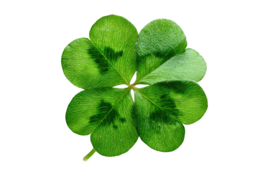 Close-up of a vibrant four-leaf clover,  bright green,  with detailed veining