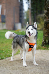 Husky dog in orange harness in the city
