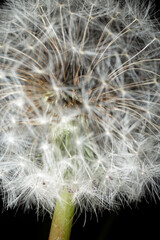 Obraz premium Close-up of dandelion seed head with white pappus and green stem against black background