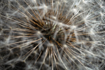 Fototapeta premium Macro view of dandelion seed head showing radial pappus filaments and central receptacle