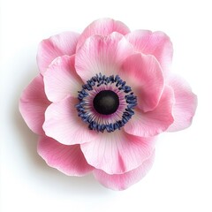 pink anemone flower studio macro close-up showing soft petals and dark center, delicate texture and subtle pastel tones, isolated on white background