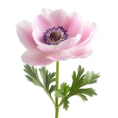 pink anemone flower studio macro close-up showing soft petals and dark center, delicate texture and subtle pastel tones, isolated on white background
