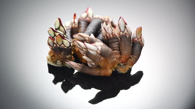 Barnacles, goose neck barnacle, percebes, gallician barnacles, sea food. Pollicipes pollicipes. Expensive delicatessen, gourmet sea food close up 