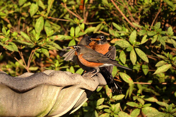 American robins drinking, congregating, and flying around birdbath. 