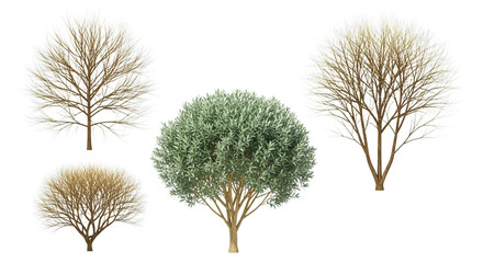 Fototapeta premium Elegant trees collection, perfect for landscape design and creative projects