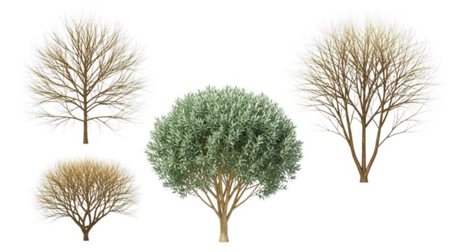 Elegant trees collection, perfect for landscape design and creative projects