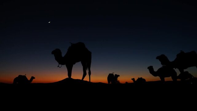 Silhouette of camels at night in the Sahara Desert under a bright starry sky, creating a calm and atmospheric