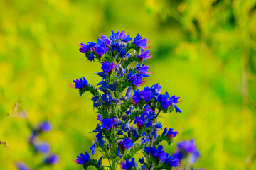 Gew&ouml;hnliche Natternkopf