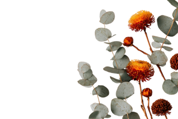Dried flowers and eucalyptus branches against black
