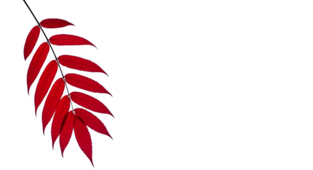 A single red leaf branch isolated on transparent background