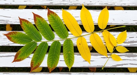a close up view of a leafy branch displays vibrant autumn colors showcasing the transition from green to yellow and red hues