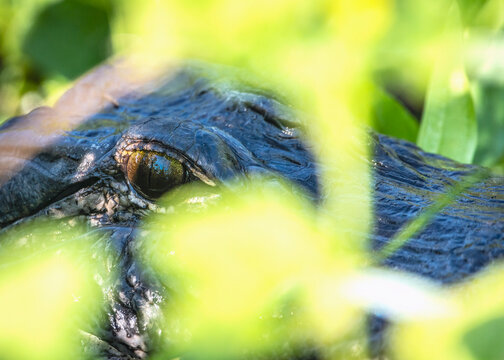Sneaky beast in the tall weeds! Alligator eye peeking out.