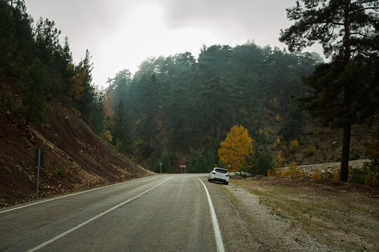 A misty mountain road framed by autumn trees and dense pine forest. Soft diffused light and fog create a serene, cinematic atmosphere.