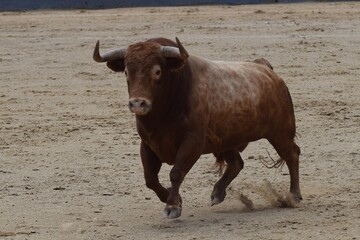 toro bravo en el campo