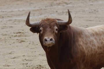 toro bravo en el campo