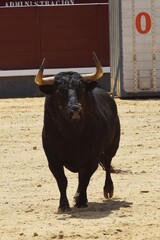 toro bravo en el campo