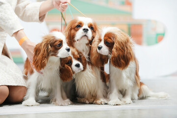 A group of four adorable Cavalier King Charles Spaniel dogs sitting together at a dog show, displaying playful expressions and fluffy coats in a bright room with a colorful backdrop