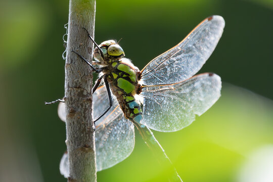 A Dragonflie (Aeshna Or Mosaic Darners) Sits On A Branch