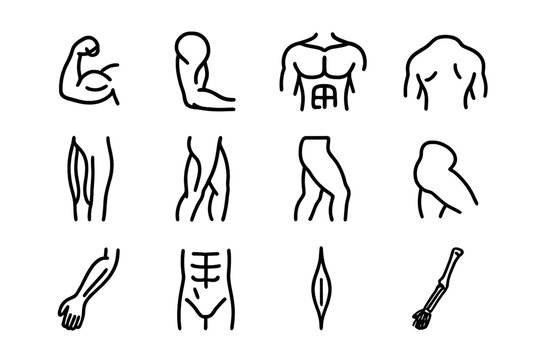 Muscle Anatomy Icons. Muscle anatomy study. Line icon set of muscle anatomy study: biceps, triceps, deltoid, pectoral, quadriceps, hamstring, calf muscle,