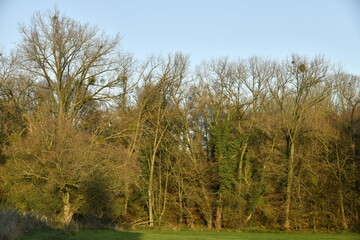 Obraz premium La forêt en automne au bout d'un champ sous un ciel bleu à Marche-Lez-Écaussinnes (Soignies)
