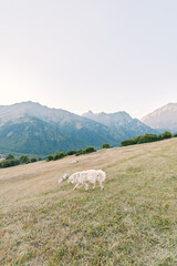 Fototapeta premium Sheep meadow mountains grazing field countryside pasture nature showcase a serene alpine landscape, two white sheep feeding on green grassy slope at sunrise with distant peaks.