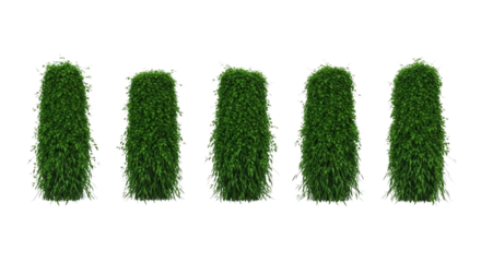 Lush green topiary plants offering garden design and landscaping inspiration