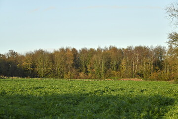 Obraz premium La forêt en automne au bout d'un champ sous un ciel bleu à Marche-Lez-Écaussinnes (Soignies)
