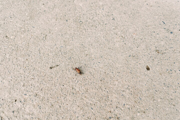 Insect ant dead on concrete floor closeup, small brown bug on textured beige surface, macro detail and shadow with isolated minimalist composition and natural outdoor pavement scene