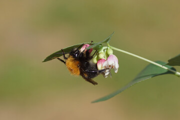 Tree bumblebee or new garden bumblebee (Bombus hypnorum) on flowers of Common Snowberry (Symphoricarpos albus). Spring, May. Dutch garden.	