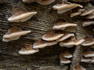 many Bjerkandera adusta on old wood 