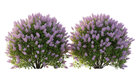 Graceful lilac bushes blooming with lavender flowers, adding charm and beauty to gardens
