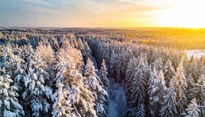 Aerial view of a vast, snow-covered forest during a golden winter sunset