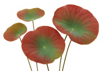 Lotus leaves floating on water illustration creating natural beauty on transparent background