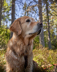  "Radiant Golden Retriever Portrait: Gorgeous Adult Female Golden Retriever in Dreamy Woodland Setting, Sunny May Day in Norwegian Forest with Lush Green Undergrowth"