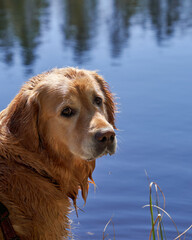  Enthusiastic Golden Retriever Puppy Enjoying Lake Playtime During Scenic Norwegian Hike