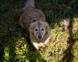  "Golden Retriever Puppy's Adventure: Exploring Norwegian Woods with Her Devoted Master, Wet from Rain"