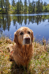  "Enthralling Golden Retriever Puppy Delighting Her Master at a Tranquil Norwegian Lake During Hiking Adventure"