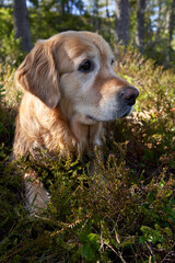  "Enchanting Golden Retriever Portrait: Beautiful Adult Female Golden Retriever in Dreamy May Setting, Norwegian Woods, Sunny Day, Green Undergrowth"