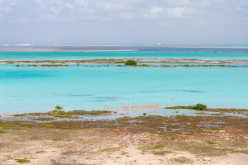 Aerial Flamingo Cluster in Turquoise Bonaire Flats