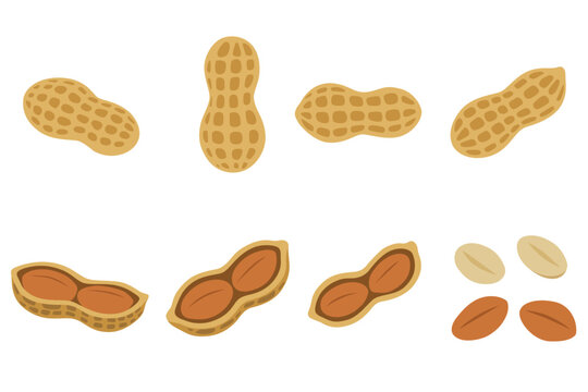 variety of peanuts Raw shelled peanuts of different shapes stand vertically isolated on white background.	