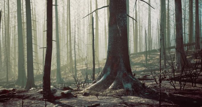 Forest landscape displays trees regrowing after wildfire, showcasing resilience with new life emerging amidst charred remnants, creating a unique atmosphere in the early morning light.