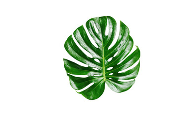 Close-up of a vibrant green monstera leaf, sharply defined against a pure black background.  Deep green tones, prominent veining, and a unique,  irregular leaf shape