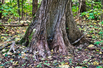 a large tree trunk with visible roots, seen in autumn